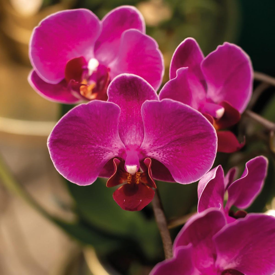 Kolibri Orchids | lila Phalaenopsis Orchidee - Morelia + Face to Face dekorativer Topf gold - Topfgröße Ø9cm - 45cm hoch | blühende Zimmerpflanze - frisch vom Züchter-Plant-Botanicly