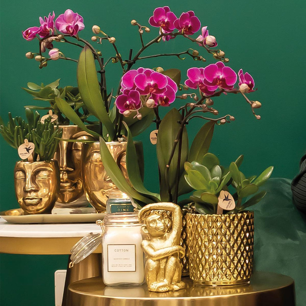Kolibri Orchids | lila Phalaenopsis Orchidee - Morelia + Face to Face dekorativer Topf gold - Topfgröße Ø9cm - 45cm hoch | blühende Zimmerpflanze - frisch vom Züchter-Plant-Botanicly