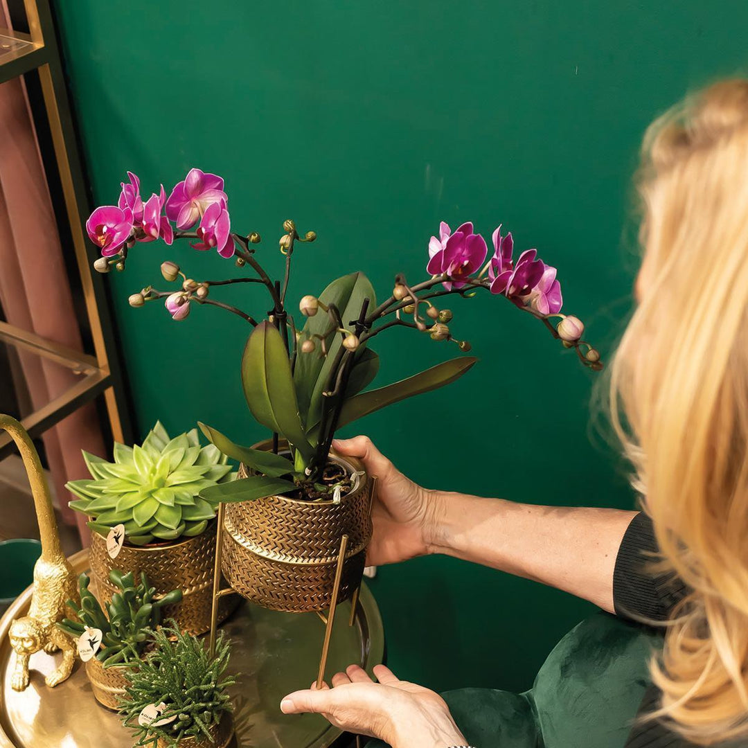 Kolibri Orchids | Lila Phalaenopsis Orchidee - Morelia + Groove Ziertopf gold - Topfgröße Ø9cm - 40cm hoch | blühende Zimmerpflanze - frisch vom Züchter-Plant-Botanicly