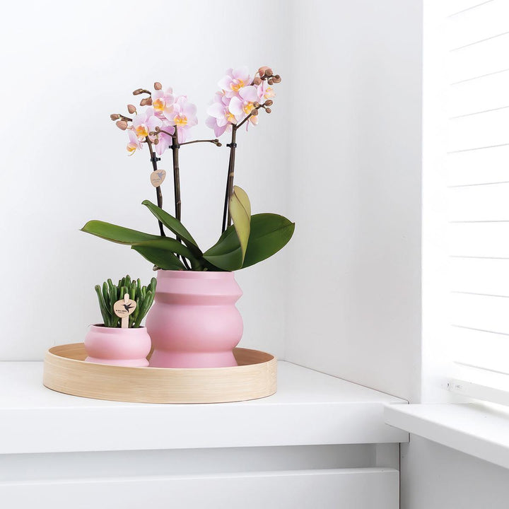 Kolibri Orchids | lila Phalaenopsis Orchidee - Morelia im Turmziertopf rosa - Topfgröße Ø9cm - 40cm hoch | blühende Zimmerpflanze im Blumentopf - frisch vom Züchter-Plant-Botanicly