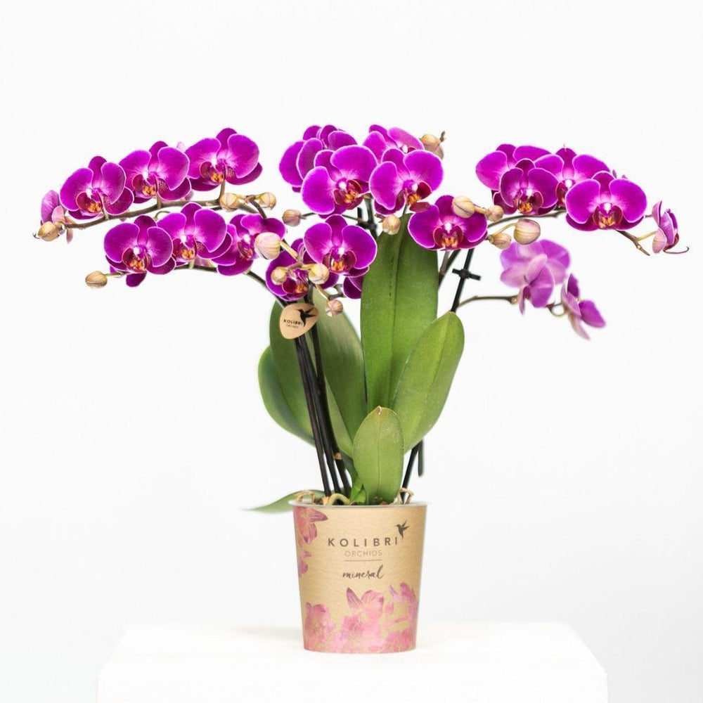 Kolibri Orchids | Lila Phalaenopsis Orchidee - Morelia - Topfgröße Ø9cm | blühende Zimmerpflanze - frisch vom Züchter-Plant-Botanicly