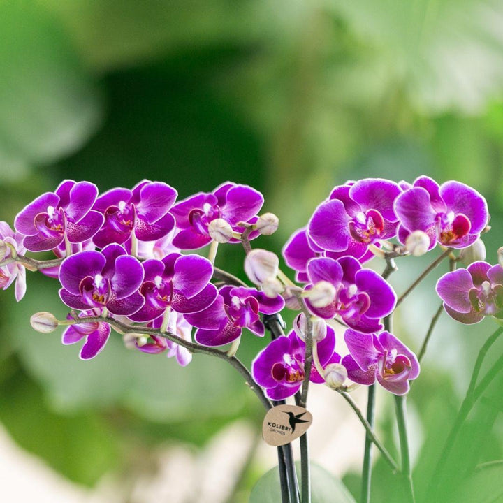 Kolibri Orchids | Lila Phalaenopsis Orchidee - Morelia - Topfgröße Ø9cm | blühende Zimmerpflanze - frisch vom Züchter-Plant-Botanicly