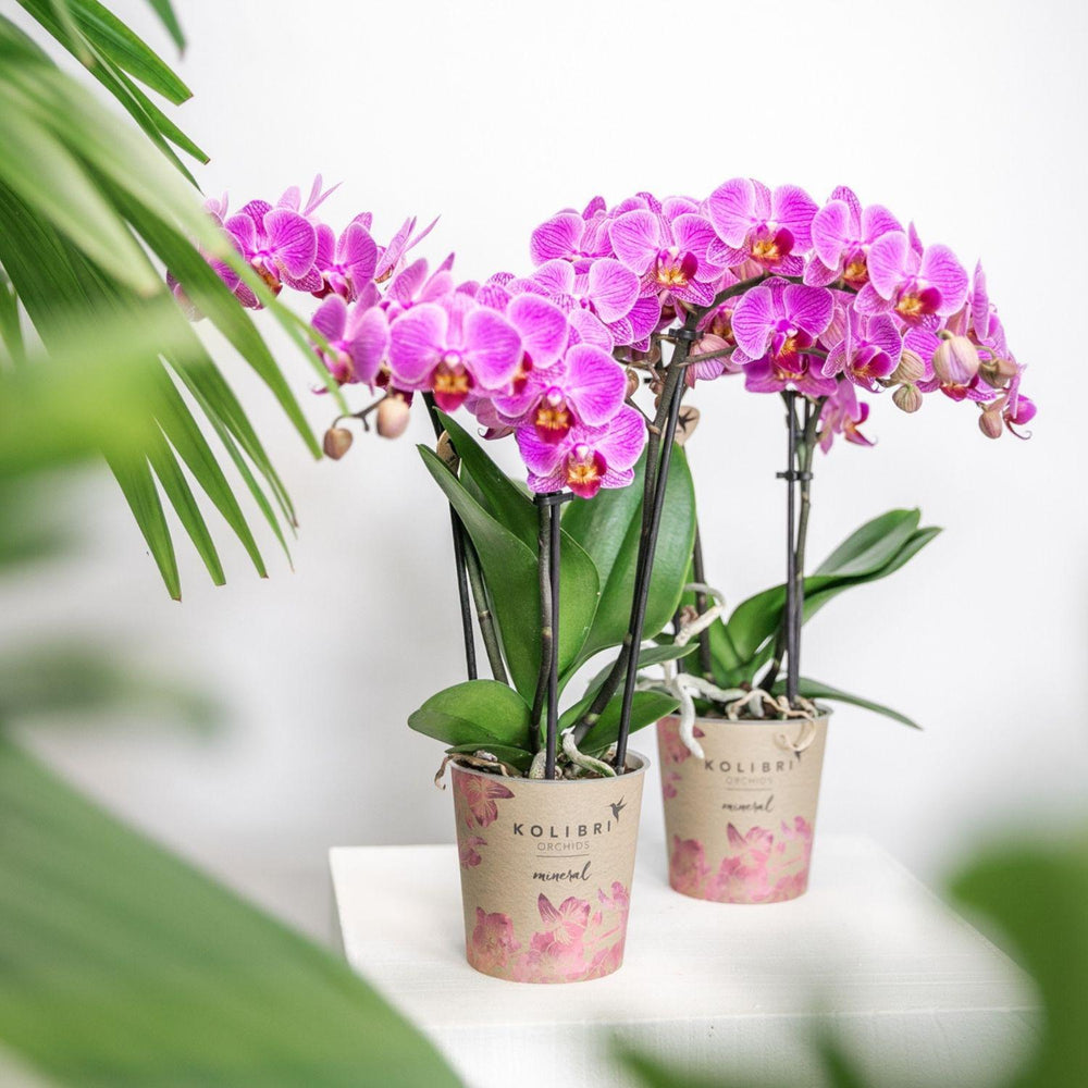 Kolibri Orchids | Lila/rosa Phalaenopsis Orchidee - Mineral Vienna - Topfgröße Ø9cm | blühende Zimmerpflanze - frisch vom Züchter-Plant-Botanicly