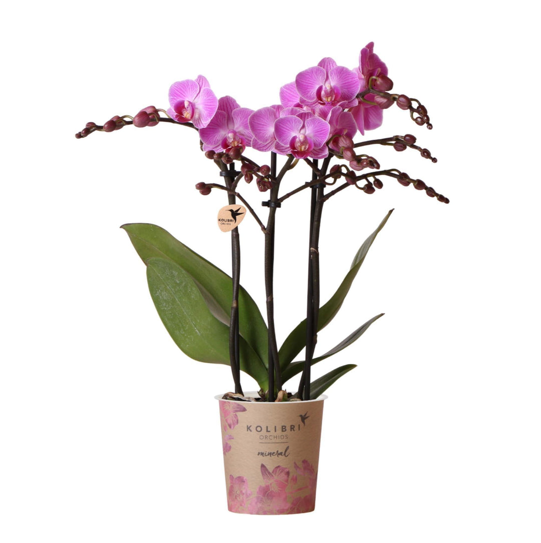 Kolibri Orchids | Lila/rosa Phalaenopsis Orchidee - Mineral Vienna - Topfgröße Ø9cm | blühende Zimmerpflanze - frisch vom Züchter-Plant-Botanicly