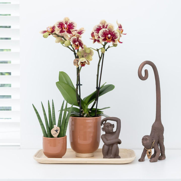 Kolibri Orchids | Orange duftende Phalaenopsis-Orchidee im cognacfarbenen Stripe-Ziertopf - Topfgröße Ø12cm-Plant-Botanicly