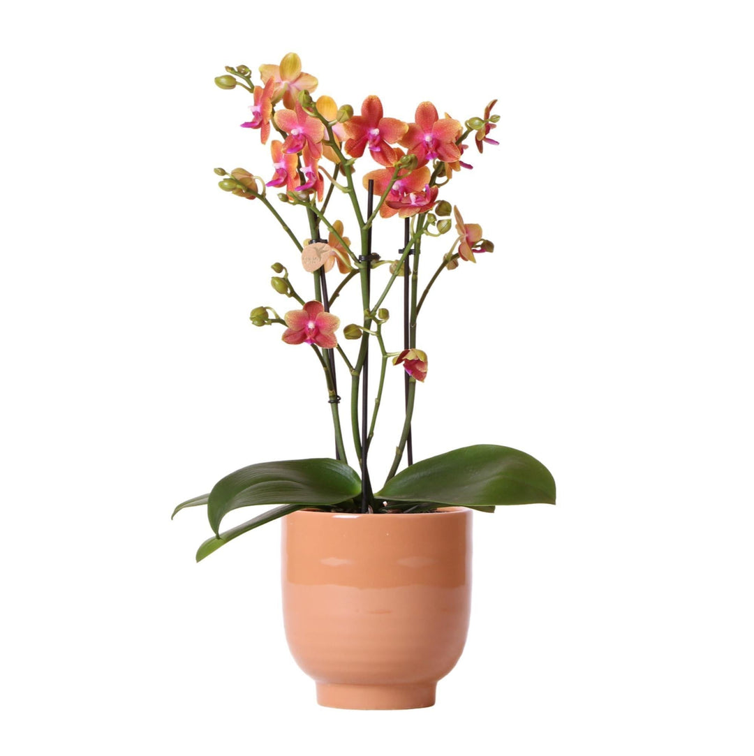 Kolibri Orchids | Orange duftende Phalaenopsis-Orchidee im cognacfarbenen Stripe-Ziertopf - Topfgröße Ø12cm-Plant-Botanicly