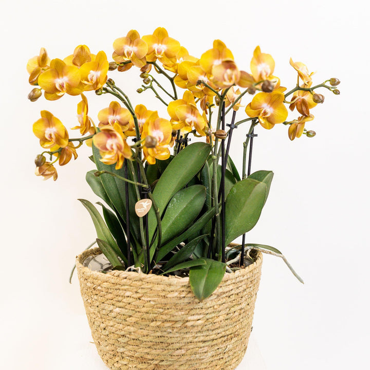 Kolibri Orchids | orange Orchideen-Set im Baumwollkorb inkl. Wassertank | drei orange Orchideen Las Vegas 12cm | Mono Bouquet orange mit autarkem Wassertank.-Plant-Botanicly