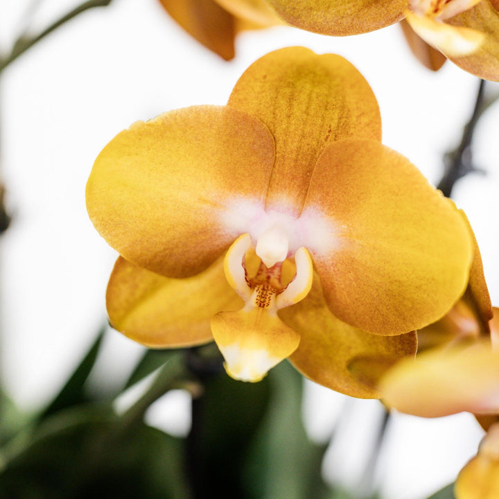 Kolibri Orchids | orange Orchideen-Set im Baumwollkorb inkl. Wassertank | drei orange Orchideen Las Vegas 12cm | Mono Bouquet orange mit autarkem Wassertank.-Plant-Botanicly