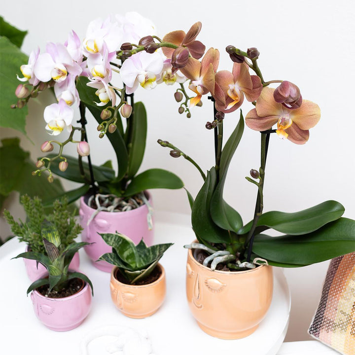 Kolibri Orchids | Orange Phalaenopsis orchid - Jamaica + Happy face dekorativer Topf Pfirsich - Topfgröße Ø9cm - 40cm hoch | blühende Zimmerpflanze im Blumentopf - frisch vom Züchter-Plant-Botanicly