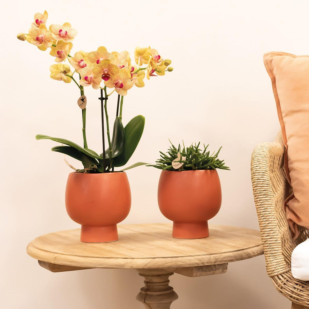 Kolibri Orchids | orange Phalaenopsis Orchidee -35cm hoch - Topfgröße Ø9cm | blühende Zimmerpflanze - frisch vom Züchter-Plant-Botanicly