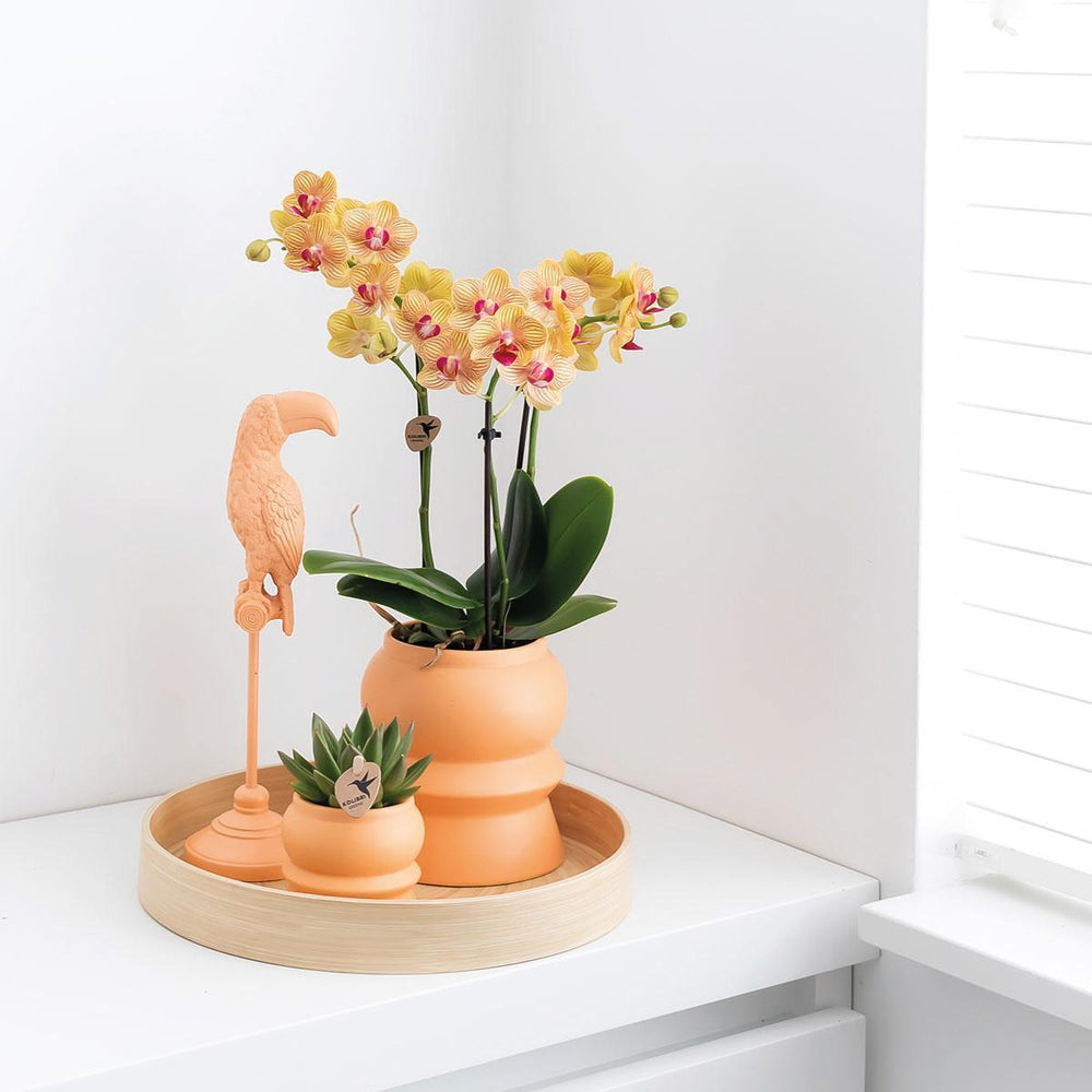 Kolibri Orchids | Orange Phalaenopsis Orchidee - Jamaica + Tower Ziertopf Pfirsich - Topfgröße Ø9cm - 40cm hoch | blühende Zimmerpflanze im Blumentopf - frisch vom Züchter-Plant-Botanicly