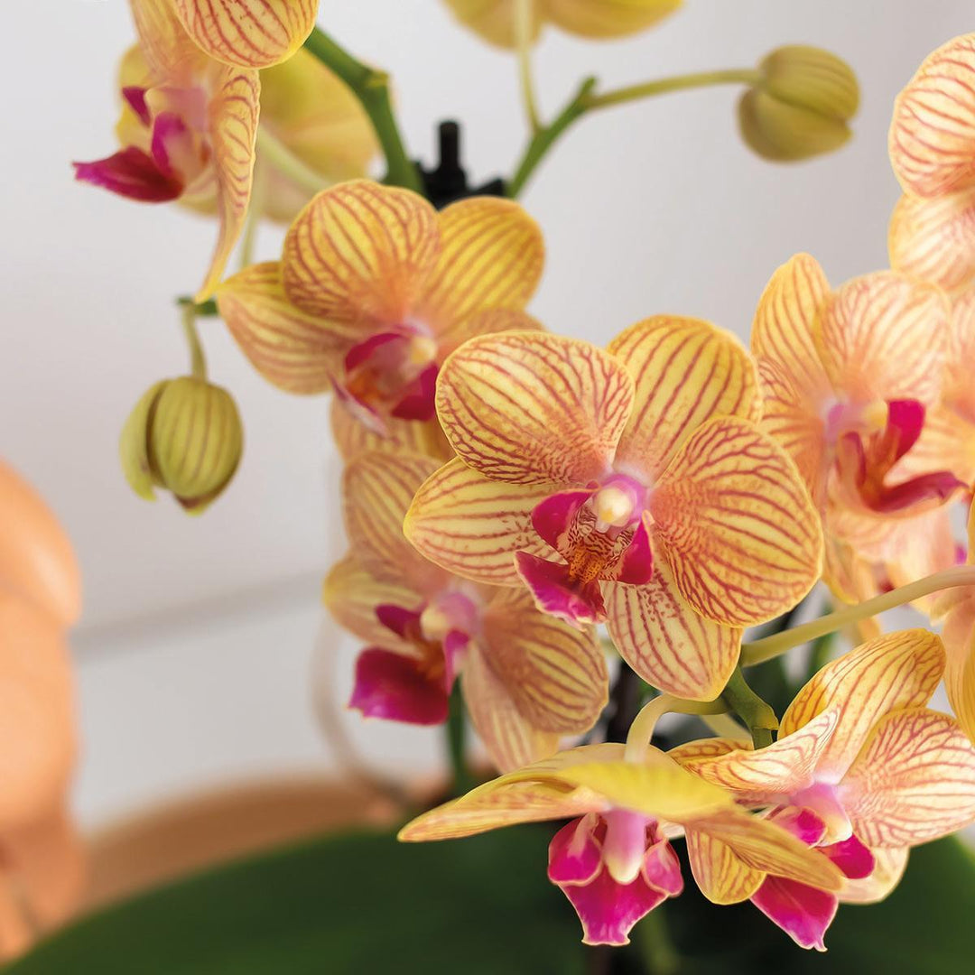 Kolibri Orchids | Orange Phalaenopsis Orchidee - Jamaica + Tower Ziertopf Pfirsich - Topfgröße Ø9cm - 40cm hoch | blühende Zimmerpflanze im Blumentopf - frisch vom Züchter-Plant-Botanicly