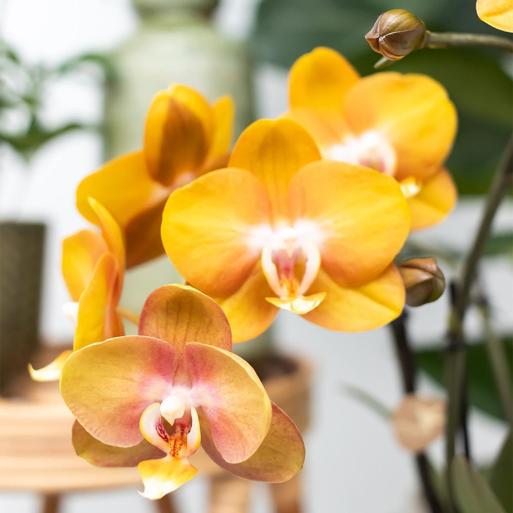 Kolibri Orchids | Orange Phalaenopsis-Orchidee Las Vegas im cognacfarbenen glasierten Topf - Topfgröße Ø12cm-Plant-Botanicly