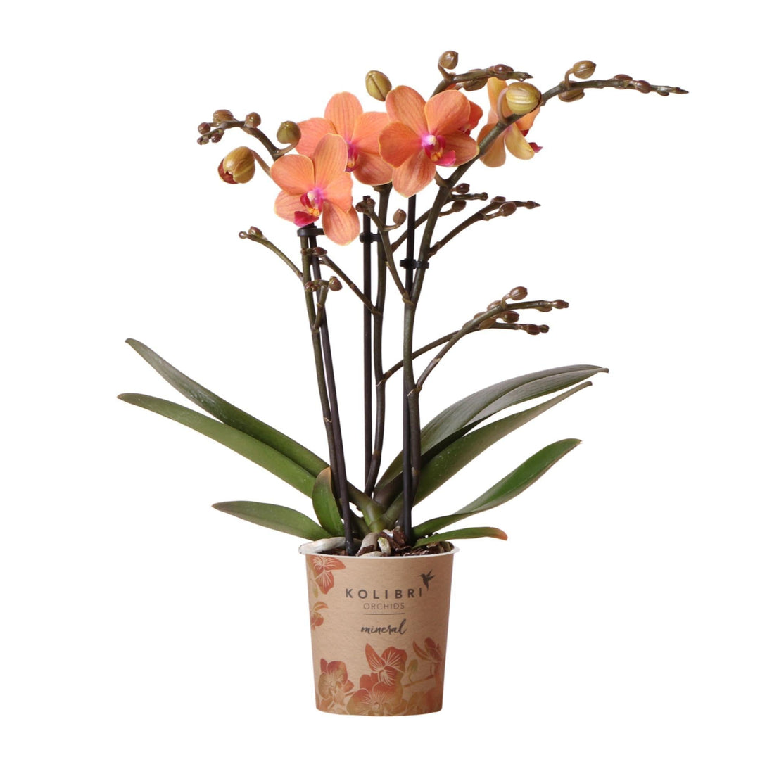 Kolibri Orchids | Orange Phalaenopsis Orchidee - Mineral Bolzano - Topfgröße Ø9cm | blühende Topfpflanze - frisch vom Züchter-Plant-Botanicly