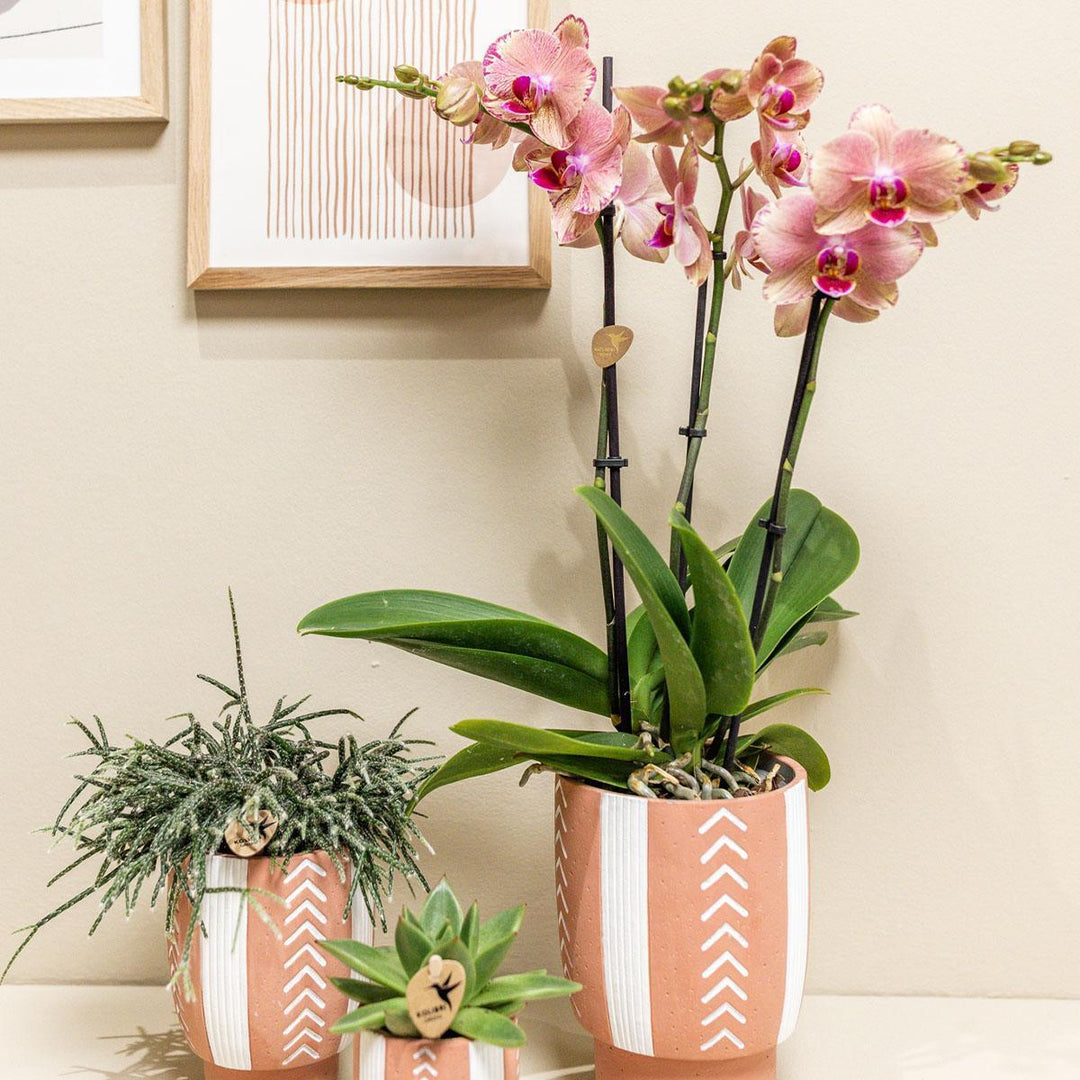 Kolibri Orchids | Orange rosa Phalaenopsis Orchidee - Jewel Pirate Picotee - Topfgröße Ø12cm blühende Zimmerpflanze - frisch vom Züchter-Plant-Botanicly