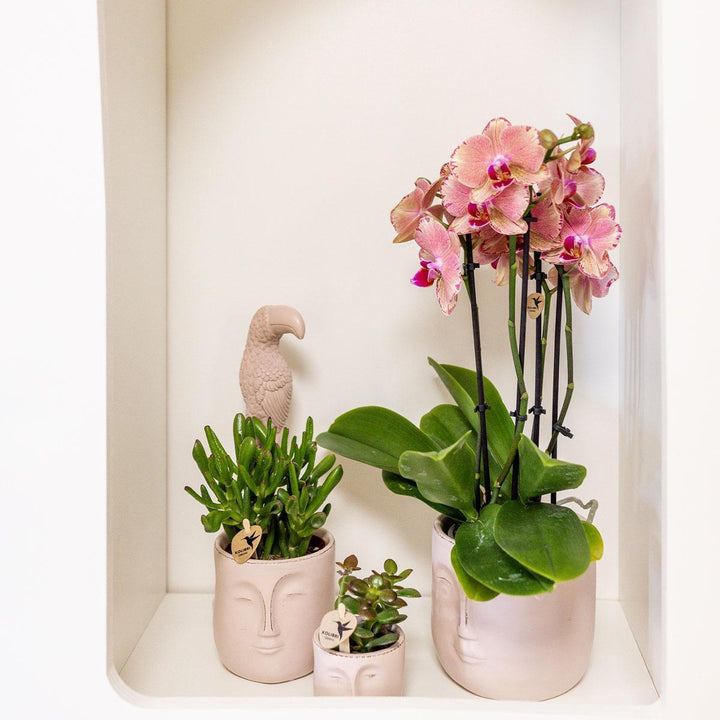 Kolibri Orchids | Orange rosa Phalaenopsis Orchidee - Jewel Pirate Picotee - Topfgröße Ø12cm blühende Zimmerpflanze - frisch vom Züchter-Plant-Botanicly