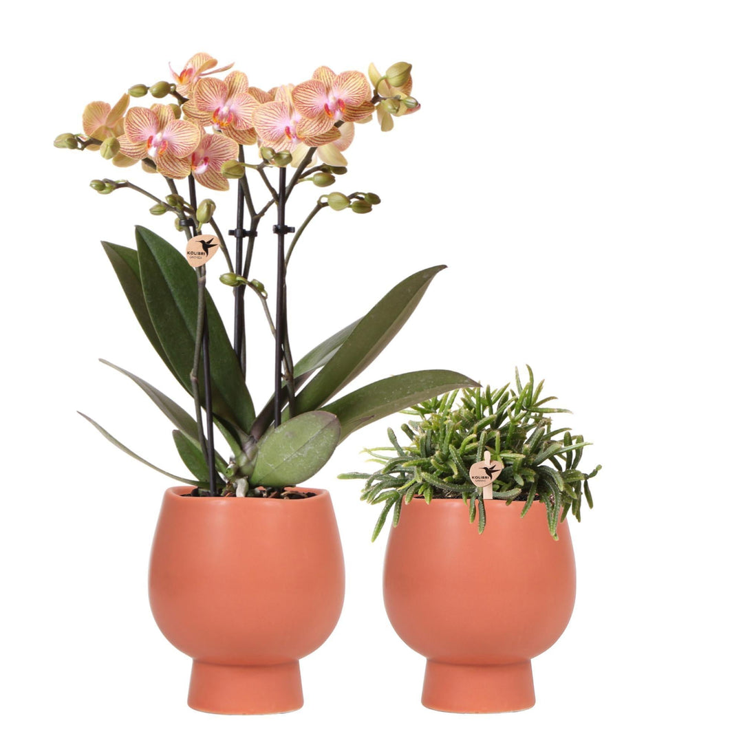 Kolibri Orchids | Pflanzenset Scandic - mit oranger Phalaenopsis Orchidee und Rhipsalis - inkl. Keramiktöpfe | Topfgröße Ø9cm-Plant-Botanicly