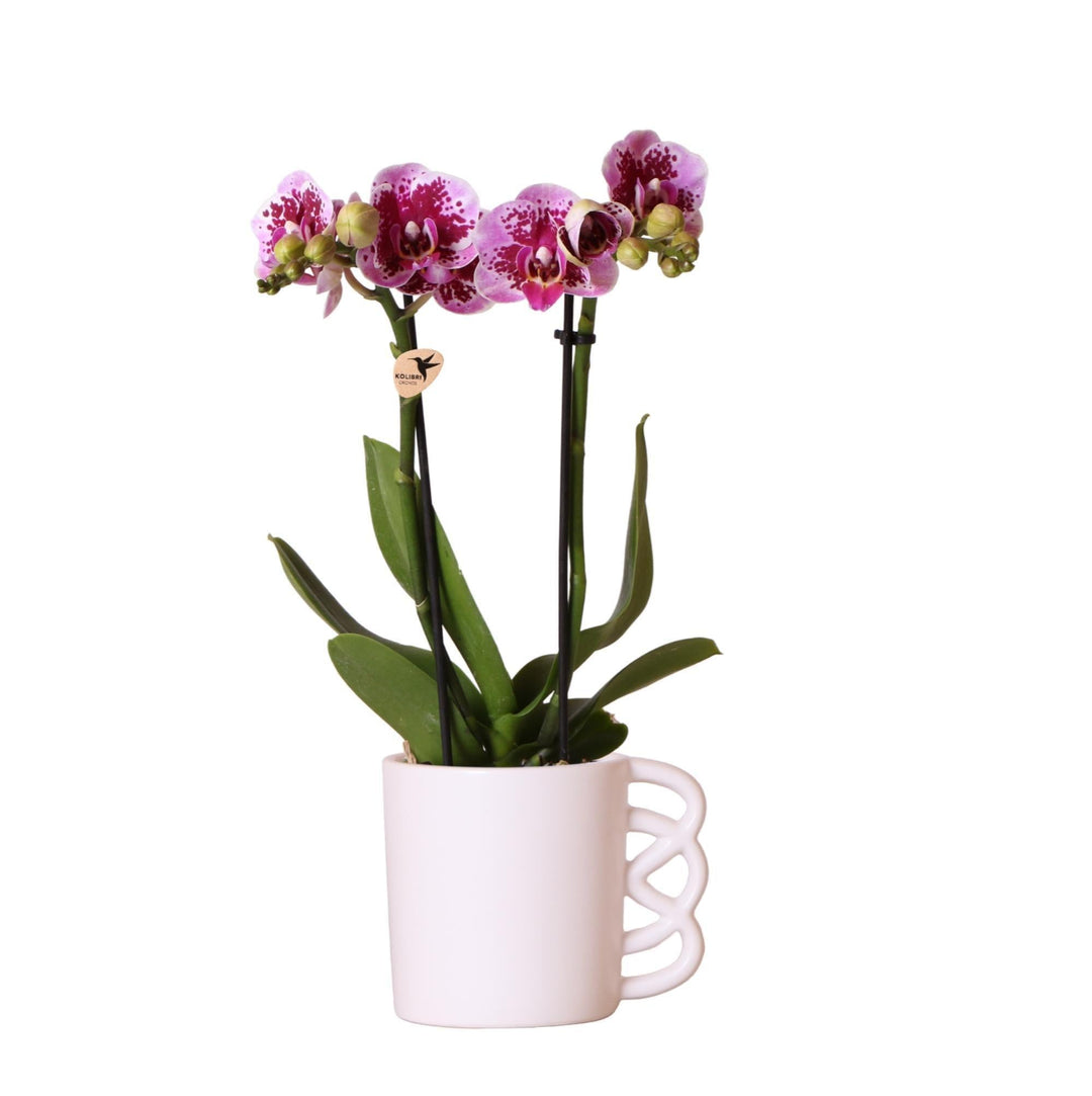 Kolibri Orchids | Rosa lila Phalaenopsis Orchidee - El Salvador + Happy Mug Ziertopf weiß - Topfgröße Ø9cm - 40cm hoch | blühende Zimmerpflanze - frisch vom Züchter-Plant-Botanicly