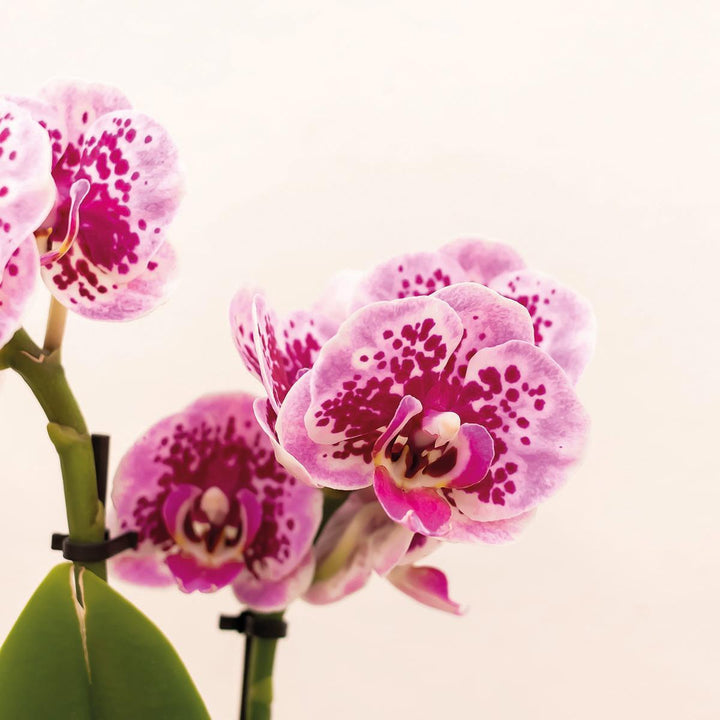 Kolibri Orchids | Rosa lila Phalaenopsis Orchidee - El Salvador + Happy Mug Ziertopf weiß - Topfgröße Ø9cm - 40cm hoch | blühende Zimmerpflanze - frisch vom Züchter-Plant-Botanicly