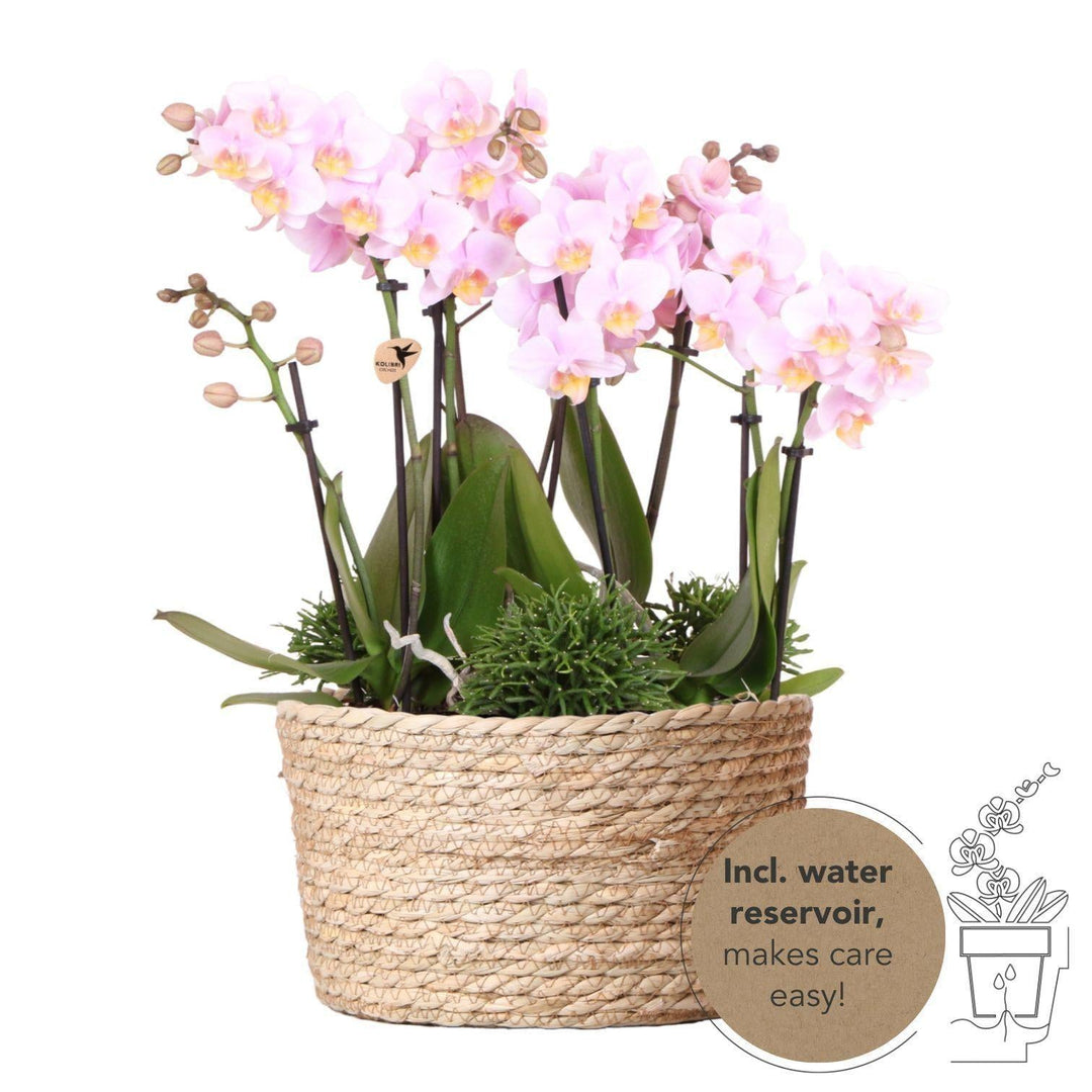 Kolibri Orchids | rosa Pflanzenset im Schilfkorb inkl. Wassertank | drei rosa Orchideen Andorra 9cm und drei Grünpflanzen Rhipsalis | Dschungelstrauß rosa mit autarkem Wassertank-Plant-Botanicly