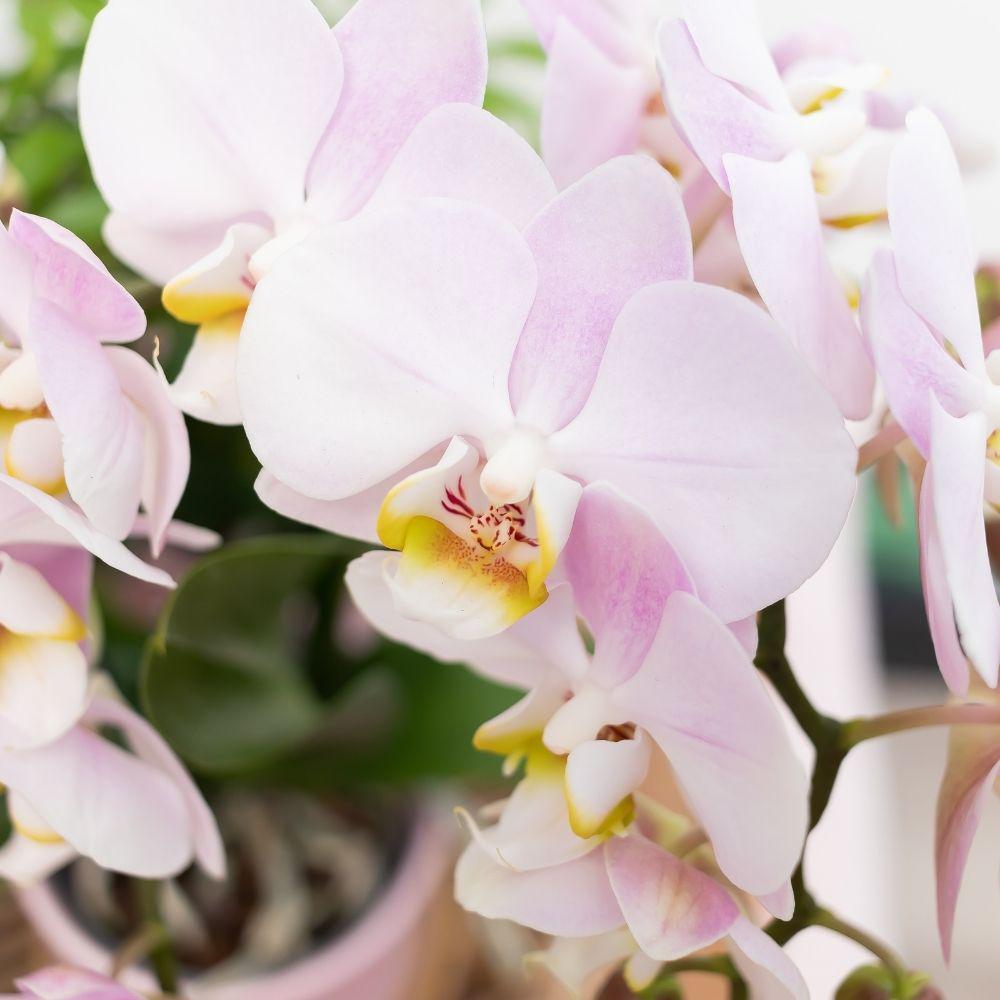 Kolibri Orchids | Rosa Phalaenopsis Orchidee - Andorra + Goldfuß Ziertopf rosa - Topfgröße Ø9cm - 40cm hoch | blühende Zimmerpflanze im Blumentopf - frisch vom Züchter-Plant-Botanicly