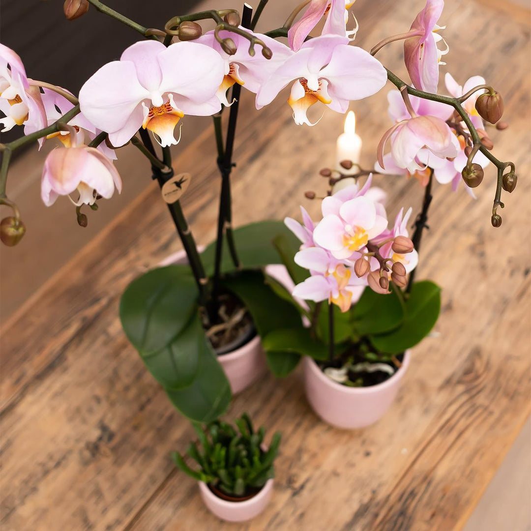 Kolibri Orchids | Rosa Phalaenopsis-Orchidee im rosa glasierten Topf - Topfgröße Ø12cm-Plant-Botanicly