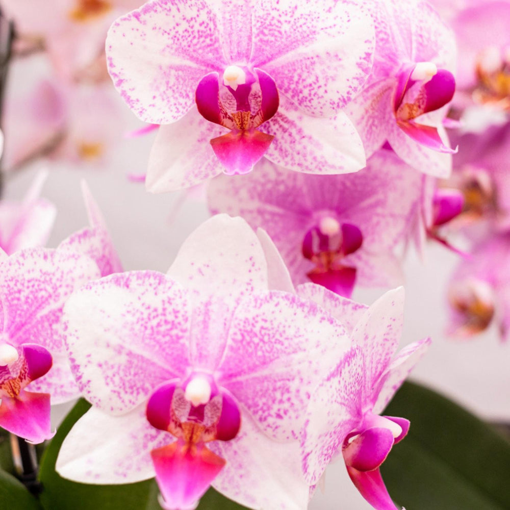 Kolibri Orchids | Rosa Phalaenopsis Orchidee - Mineral Rotterdam - Topfgröße Ø9cm | blühende Topfpflanze - frisch vom Züchter-Plant-Botanicly
