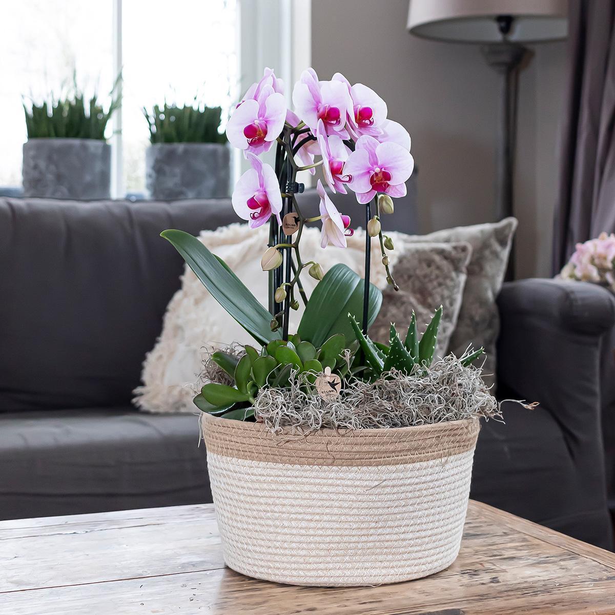 Kolibri Orchids | rosa Phalaenopsis Orchidee - Niagara Fall - Topfgröße Ø12cm | blühende Zimmerpflanze - frisch vom Züchter-Plant-Botanicly