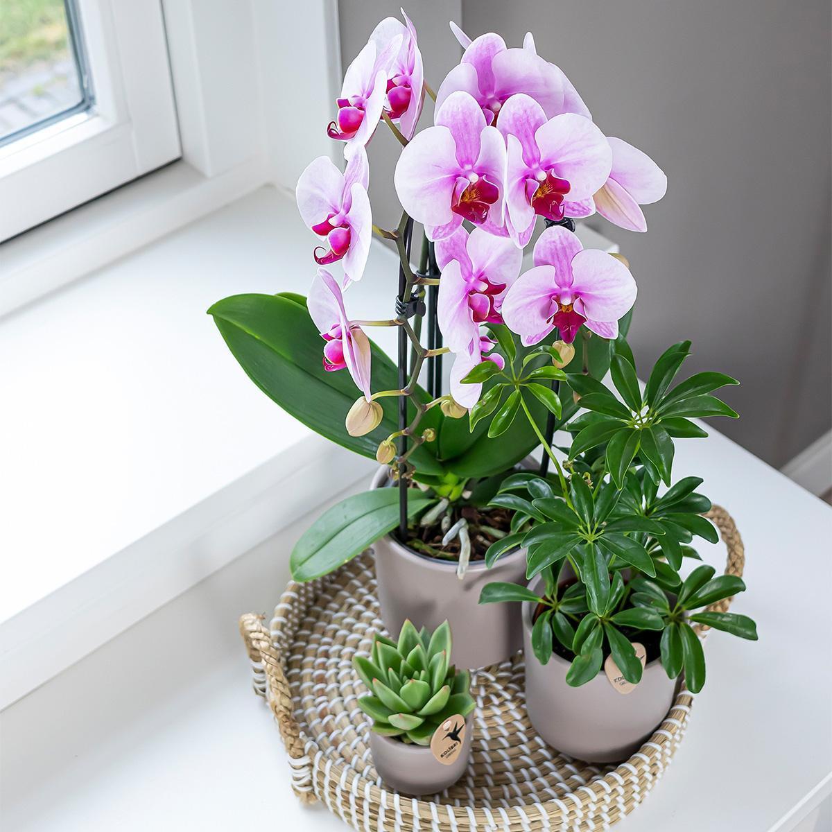 Kolibri Orchids | rosa Phalaenopsis Orchidee - Niagara Fall - Topfgröße Ø12cm | blühende Zimmerpflanze - frisch vom Züchter-Plant-Botanicly