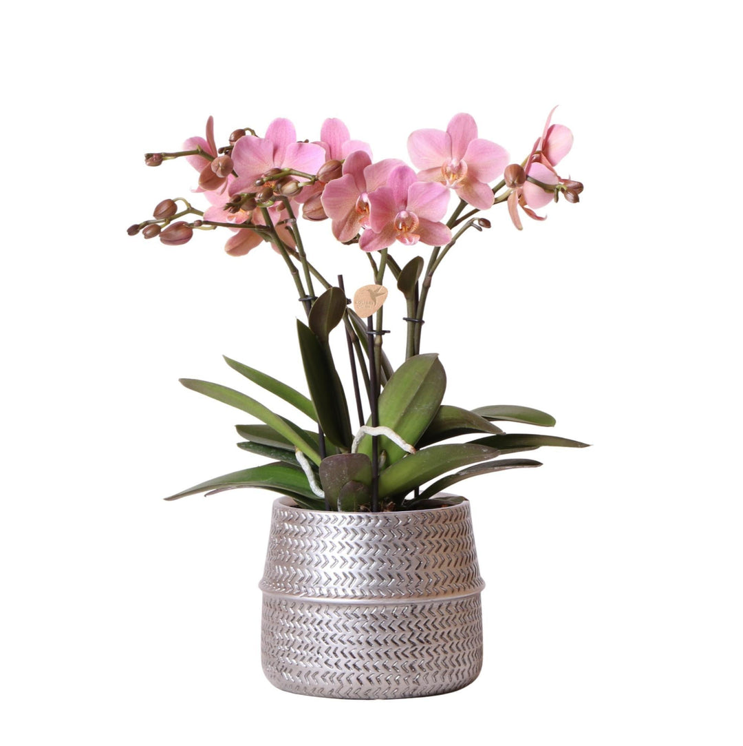 Kolibri Orchids | Rosa Phalaenopsis-Orchidee - Treviso im Groove-Topf silber - Topfgröße Ø12cm - 45cm hoch | blühende Zimmerpflanze im Blumentopf - frisch vom Züchter-Plant-Botanicly