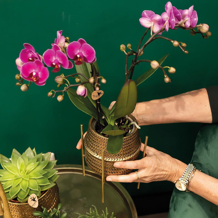 Kolibri Orchids | Rosa Phalaenopsis Orchidee - Treviso in Groove Topf gold - Topfgröße Ø12cm - 45cm hoch | blühende Zimmerpflanze im Blumentopf - frisch vom Züchter-Plant-Botanicly