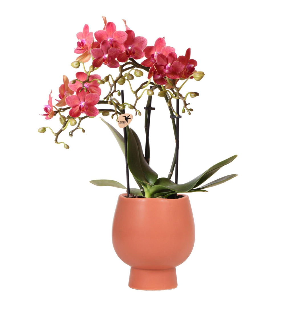 Kolibri Orchids | Rot/orange Phalaenopsis Orchidee - Kongo + Scandic Ziertopf Terracotta - Topfgröße Ø9cm - 40cm hoch | blühende Zimmerpflanze im Blumentopf - frisch vom Züchter-Plant-Botanicly