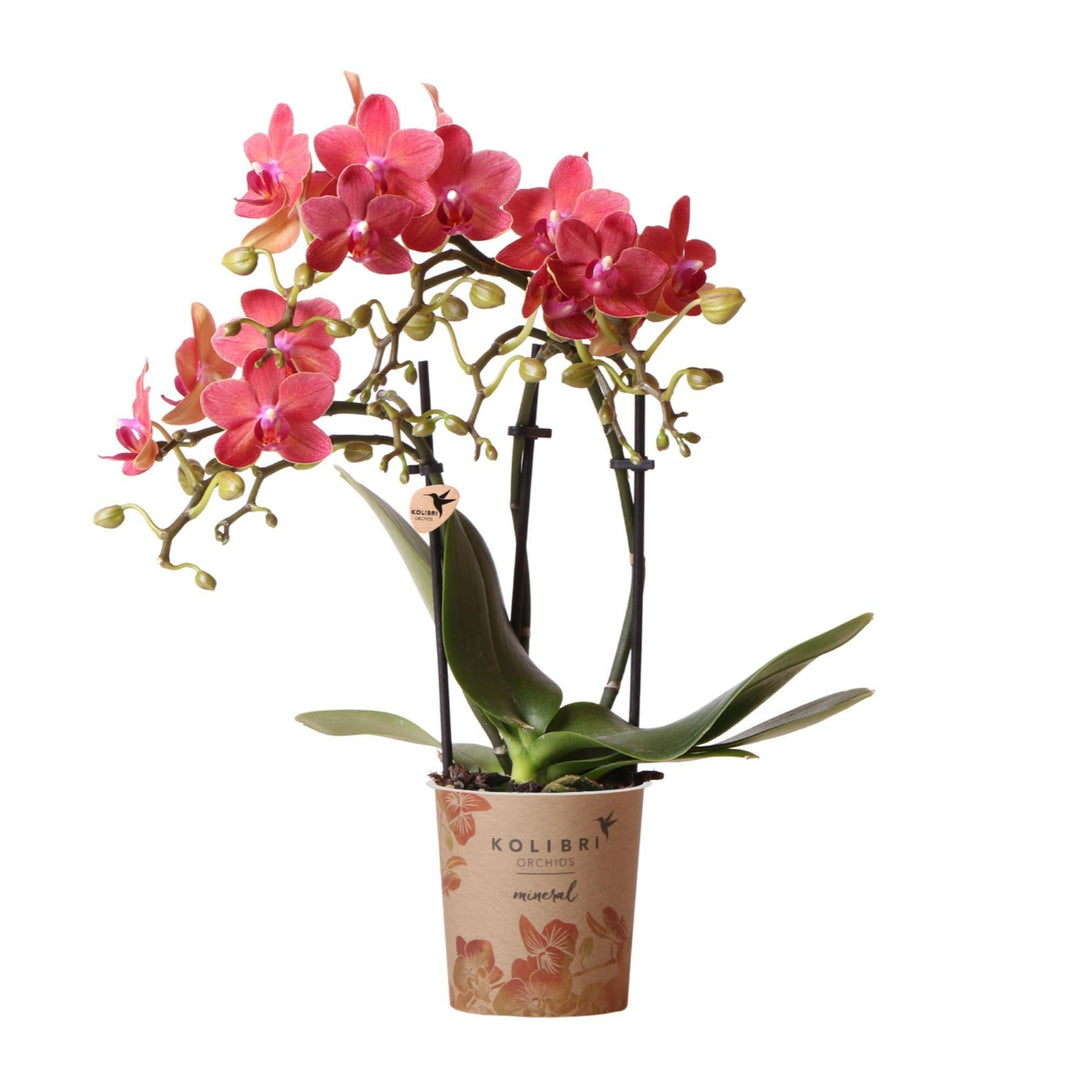 Kolibri Orchids | rote Phalaenopsis-Orchidee - Kongo - Topfgröße Ø9cm | blühende Zimmerpflanze - frisch vom Züchter-Plant-Botanicly