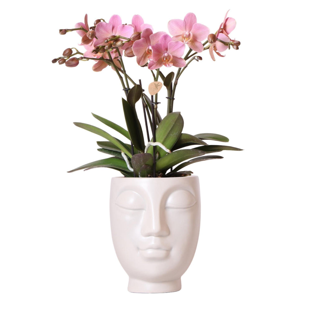 Kolibri Orchids | Roze Phalaenopsis orchidee in witte Face to Face sierpot - Ø12cm-Plant-Botanicly