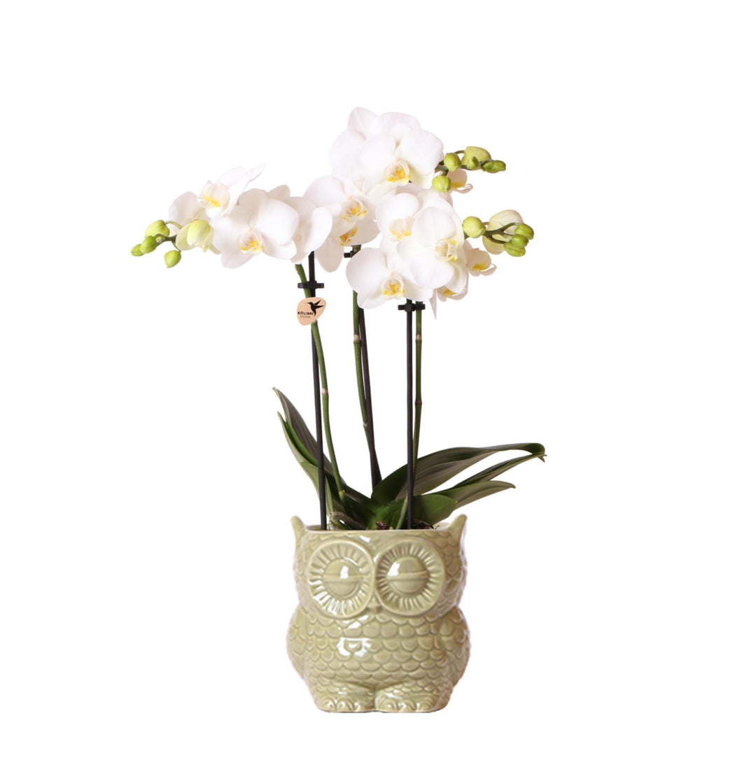 Kolibri Orchids | weiße Phalaenopsis Orchidee - Amabilis + Eule Ziertopf grün - Topfgröße Ø9cm - 40cm hoch | blühende Zimmerpflanze im Blumentopf - frisch vom Züchter-Plant-Botanicly