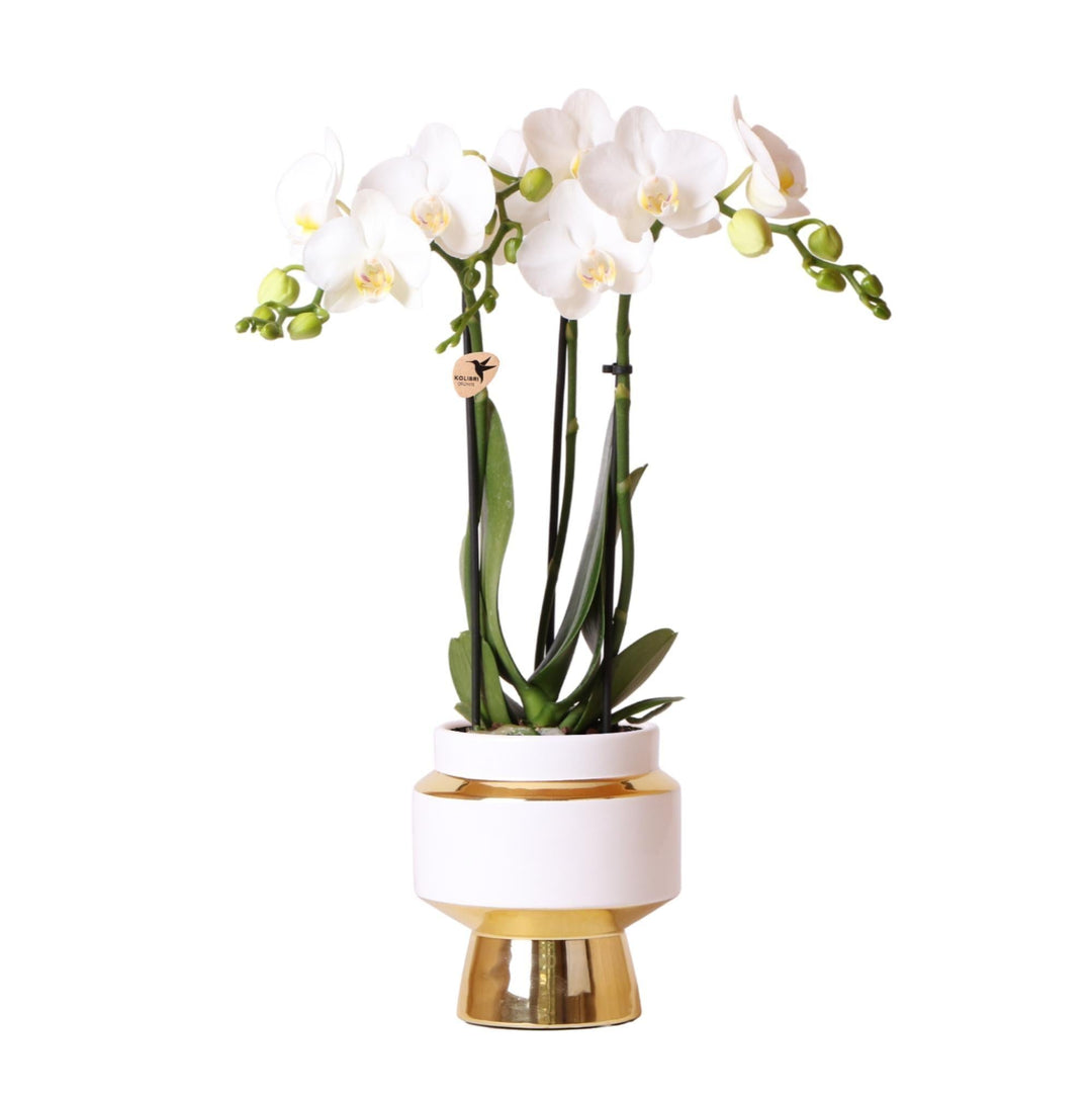 Kolibri Orchids | Weiße Phalaenopsis Orchidee - Amabilis + Le Chic dekorativer Topf gold - Topfgröße Ø9cm - 40cm hoch | blühende Zimmerpflanze im Blumentopf - frisch vom Züchter-Plant-Botanicly