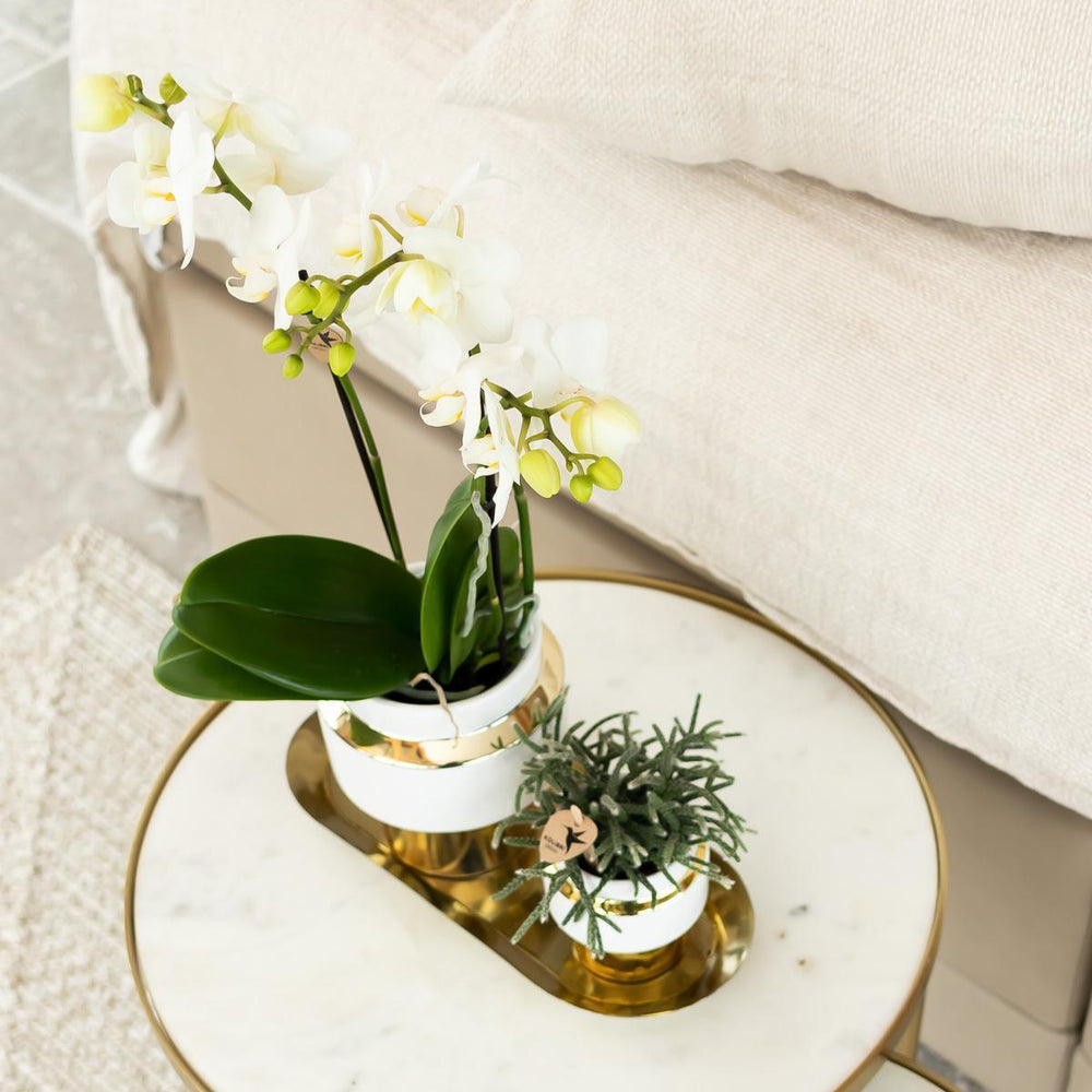 Kolibri Orchids | Weiße Phalaenopsis Orchidee - Amabilis + Le Chic dekorativer Topf gold - Topfgröße Ø9cm - 40cm hoch | blühende Zimmerpflanze im Blumentopf - frisch vom Züchter-Plant-Botanicly