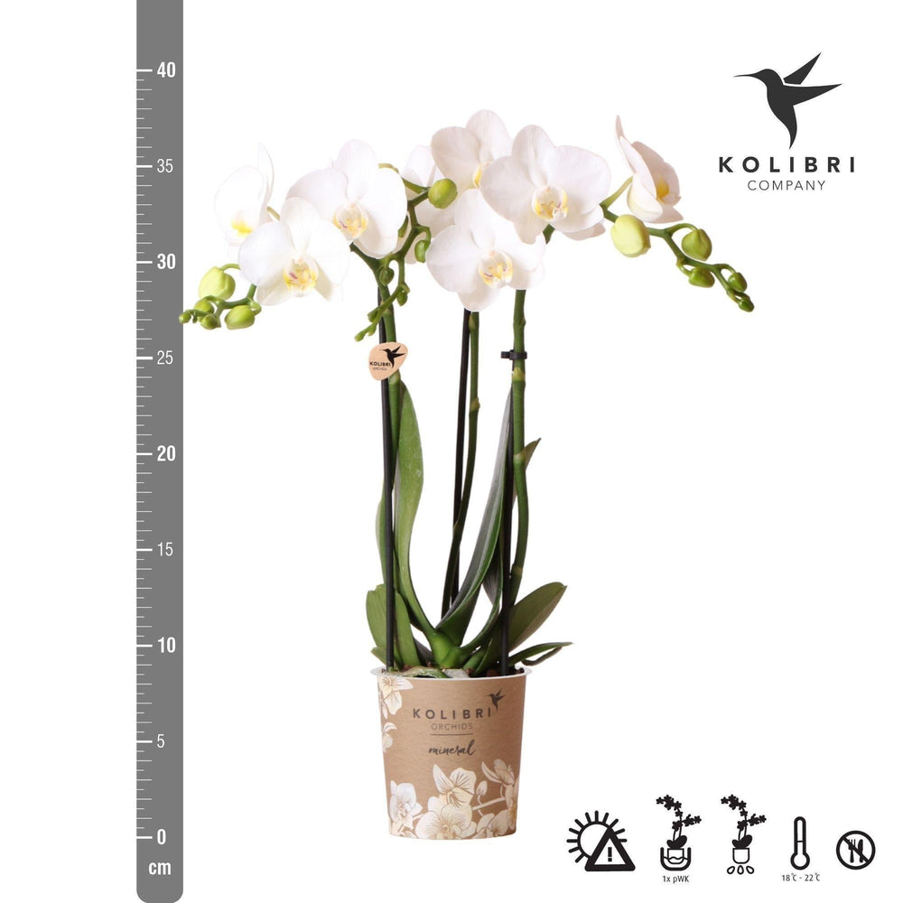Kolibri Orchids | weiße Phalaenopsis-Orchidee - Amabilis - Topfgröße Ø9cm | blühende Zimmerpflanze - frisch vom Züchter-Plant-Botanicly