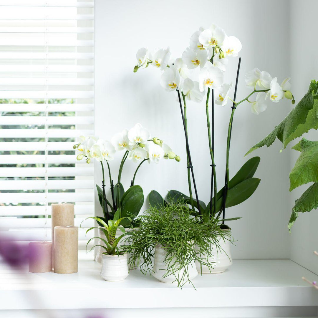 Kolibri Orchids | weiße Phalaenopsis-Orchidee - Dame Blanche - Topfgröße Ø12cm | blühende Zimmerpflanze - frisch vom Züchter-Plant-Botanicly