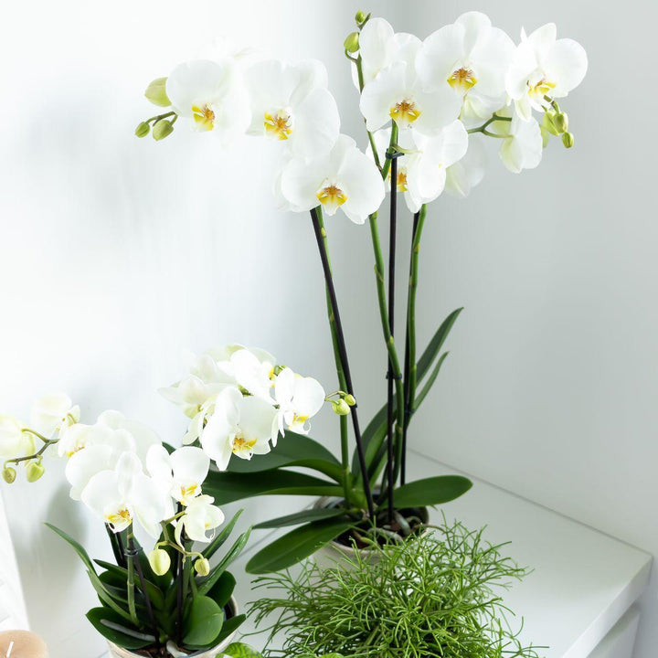 Kolibri Orchids | weiße Phalaenopsis-Orchidee - Dame Blanche - Topfgröße Ø12cm | blühende Zimmerpflanze - frisch vom Züchter-Plant-Botanicly
