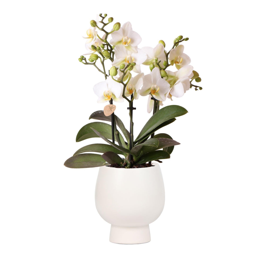 Kolibri Orchids | Weiße Phalaenopsis-Orchidee - Lausanne + Scandic weißer Ziertopf - Topfgröße Ø9cm + 40cm hoch | blühende Zimmerpflanze - frisch vom Züchter-Plant-Botanicly