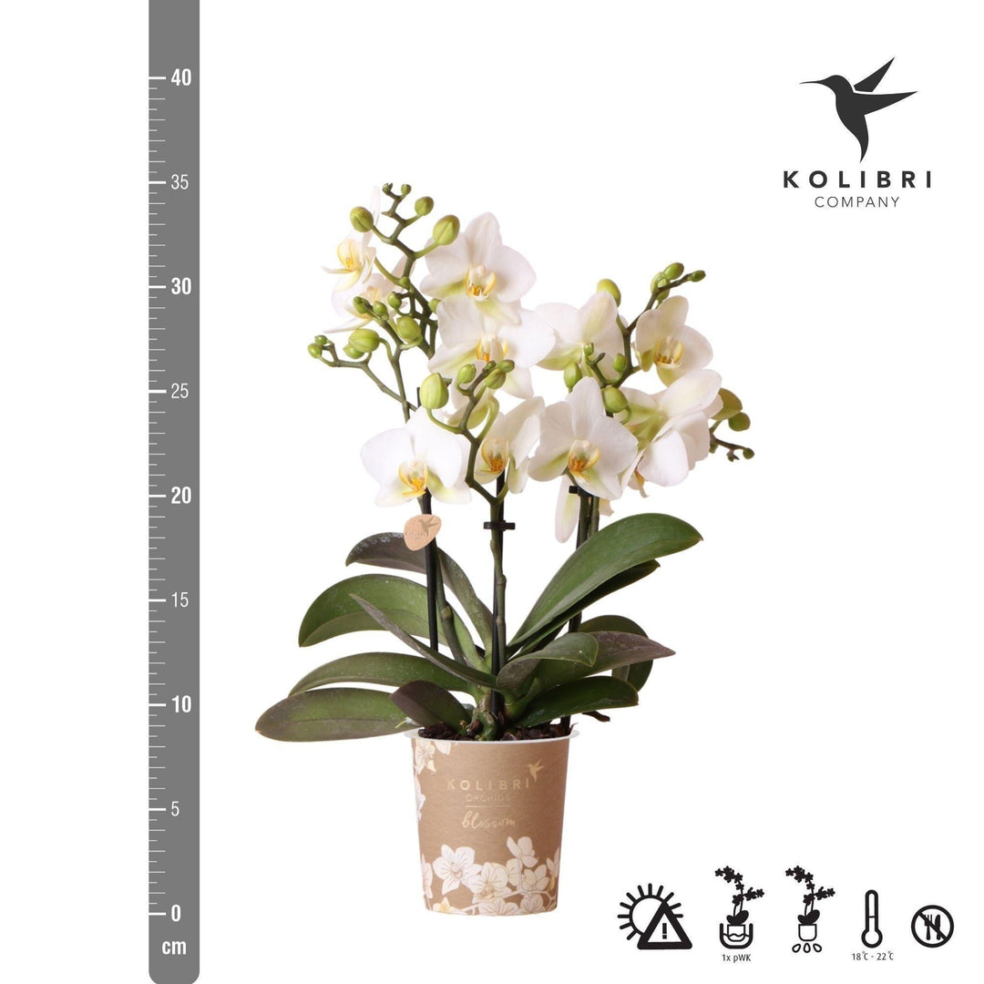 Kolibri Orchids | Weiße Phalaenopsis-Orchidee - Lausanne - Topfgröße Ø9cm | Blühende Zimmerpflanze - frisch vom Züchter-Plant-Botanicly