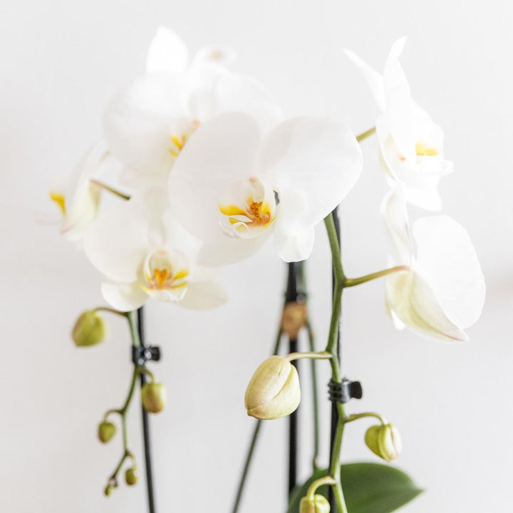 Kolibri Orchids | Weiße Phalaenopsis-Orchidee Niagara Fall im goldenen Ziertopf - Ø12cm | blühende Zimmerpflanze im Blumentopf - frisch vom Züchter-Plant-Botanicly