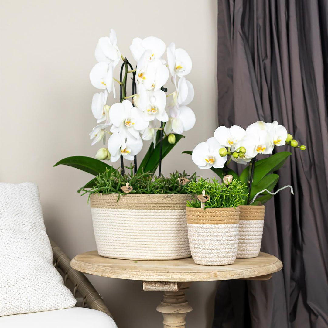 Kolibri Orchids | weiße Phalaenopsis-Orchidee - Niagara Fall - Topfgröße Ø12cm | blühende Zimmerpflanze - frisch vom Züchter-Plant-Botanicly