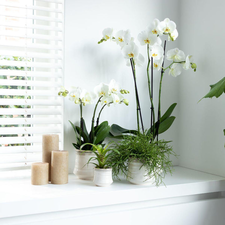 Kolibri Orchids | Weiße Phalaenopsis Orchidee Topfgröße - Jewel Ghent - Topfgröße Ø12cm | blühende Zimmerpflanze - frisch vom Züchter-Plant-Botanicly