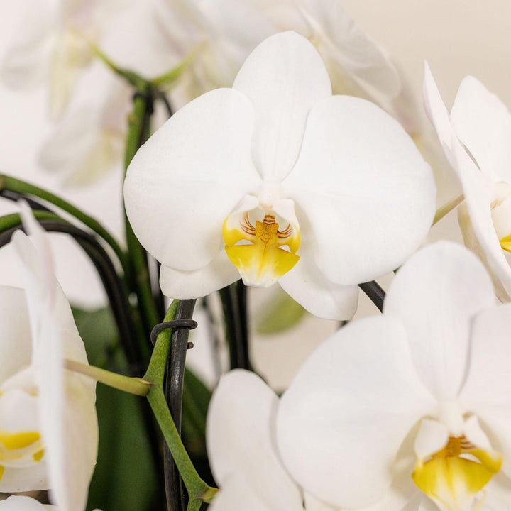 Kolibri Orchids | weißes Orchideen-Set im Baumwollkorb inkl. Wassertank | drei geschwungene weiße Orchideen Niagara Fall 12cm | Mono Bouquet weiß mit Selbstversorger-Plant-Botanicly