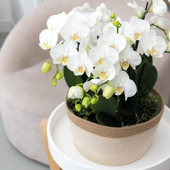 Kolibri Orchids | weißes Pflanzenset im Baumwollkorb inkl. Wassertank | drei weiße Orchideen Amabilis 9cm und drei Grünpflanzen Rhipsalis | Dschungelstrauß weiß mit autarkem Wassertank-Plant-Botanicly