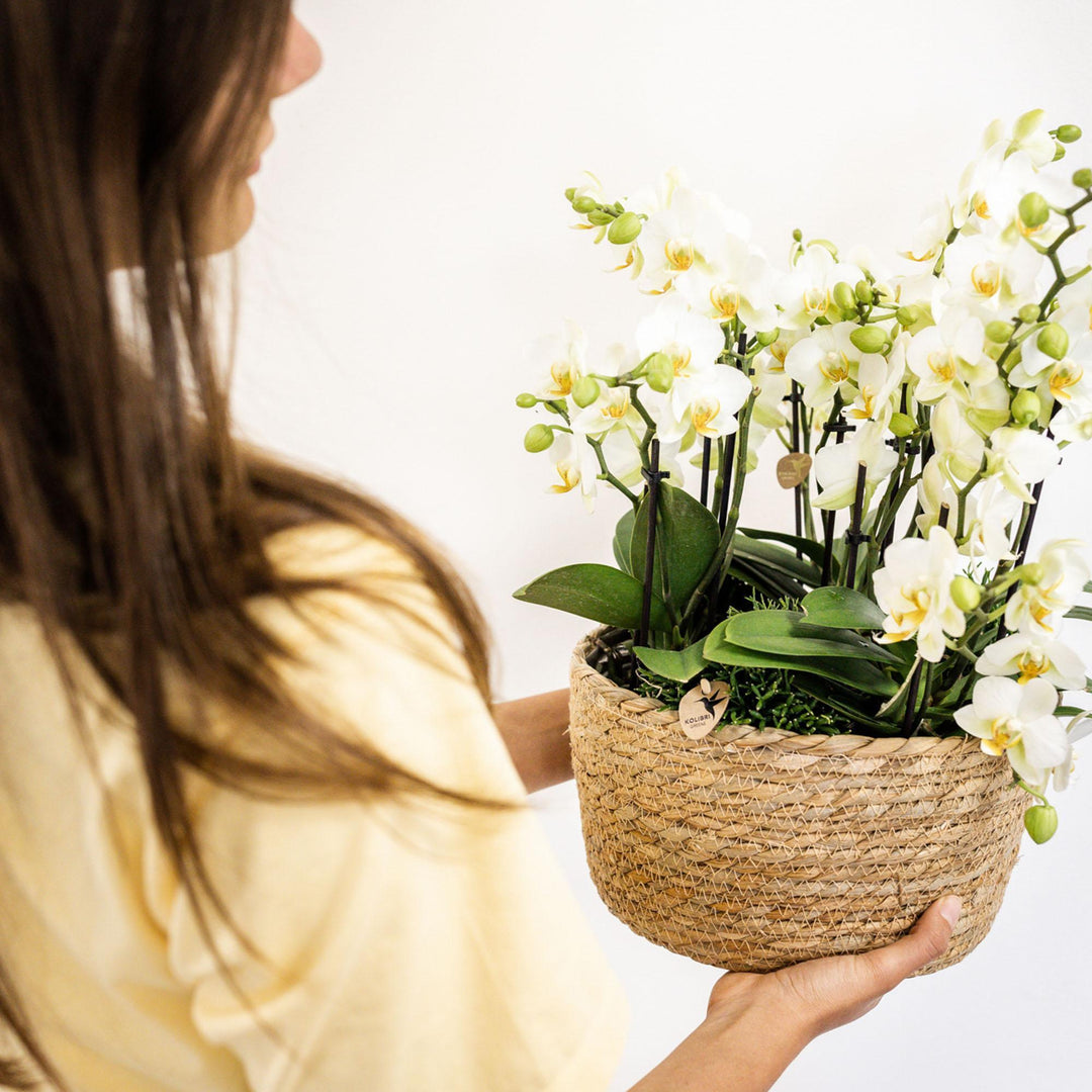 Kolibri Orchids | weißes Pflanzenset im Baumwollkorb inkl. Wassertank | drei weiße Orchideen Lausanne 9cm und drei Grünpflanzen Rhipsalis | Dschungelstrauß weiß mit autarkem Wassertank-Plant-Botanicly