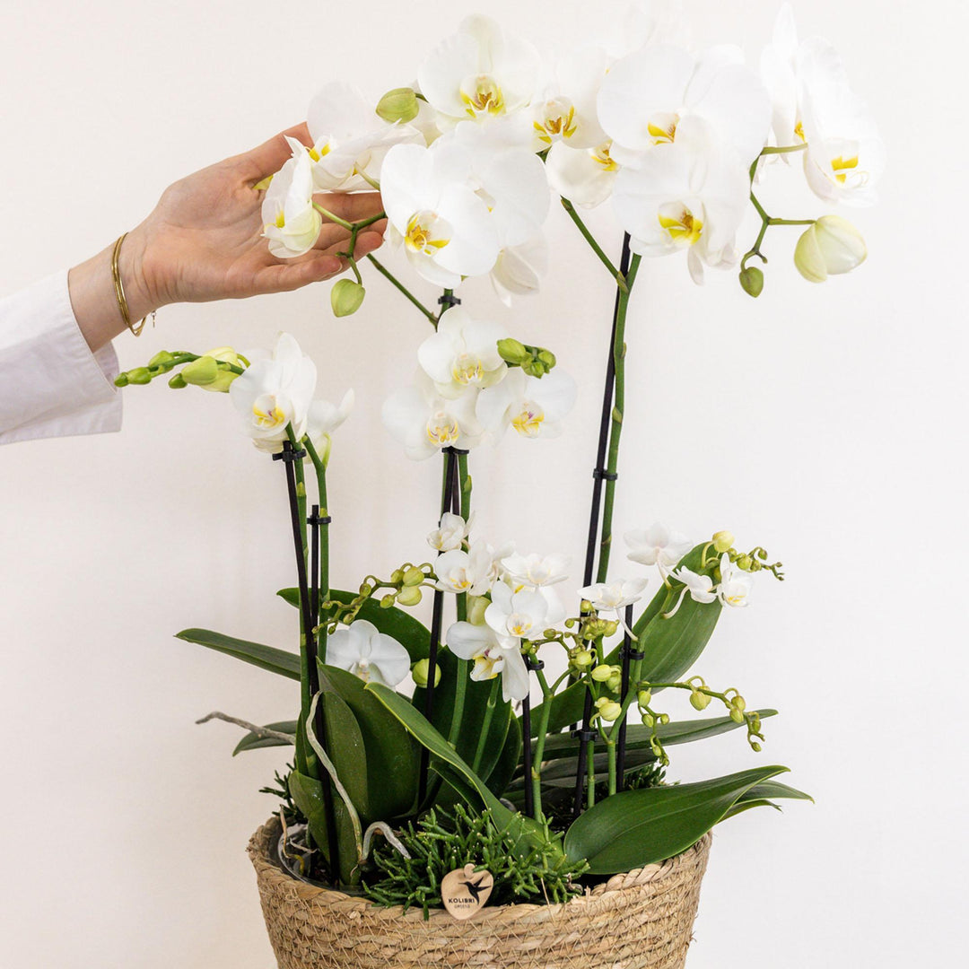 Kolibri Orchids | weißes Pflanzenset im Baumwollkorb inkl. Wassertank | drei weiße Orchideen und drei Grünpflanzen Rhipsalis | Feldstrauß weiß mit autarkem Wassertank-Plant-Botanicly