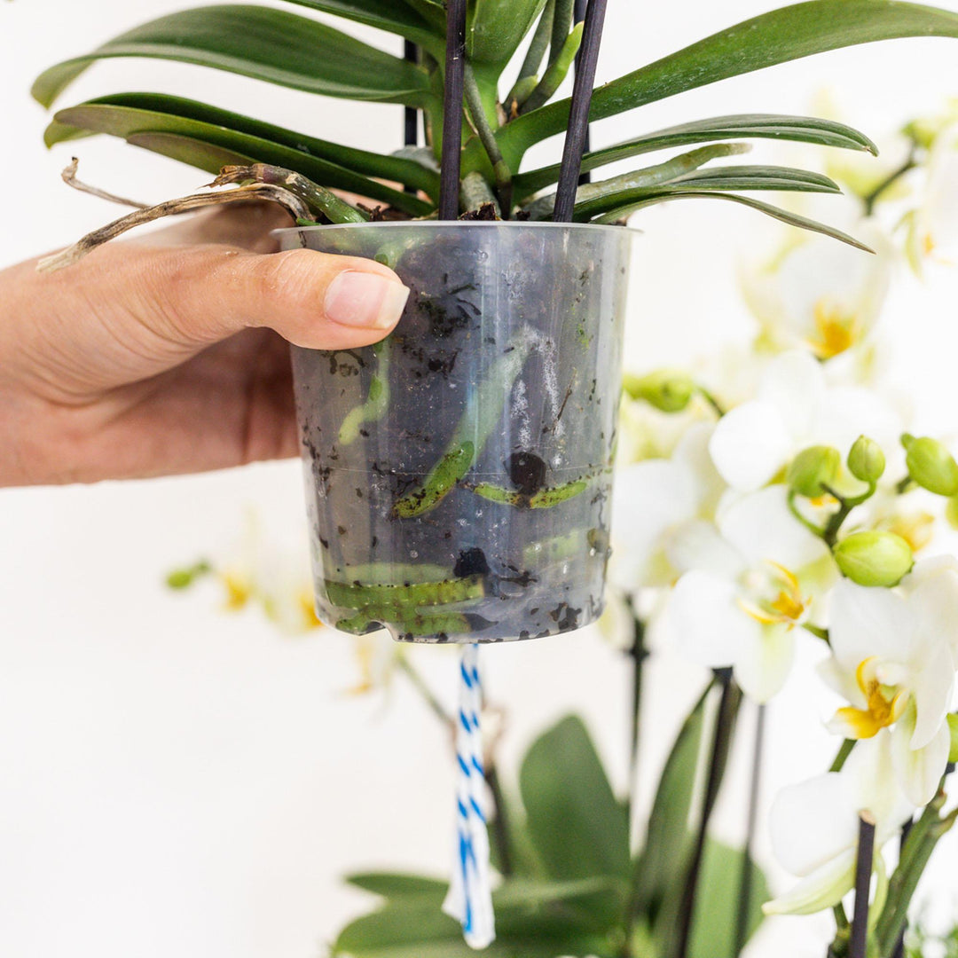 Kolibri Orchids | weißes Pflanzenset im Schilfkorb inkl. Wassertank | drei weiße Orchideen Amabilis 9cm und drei Grünpflanzen Rhipsalis | Dschungelstrauß weiß mit autarkem Wassertank-Plant-Botanicly